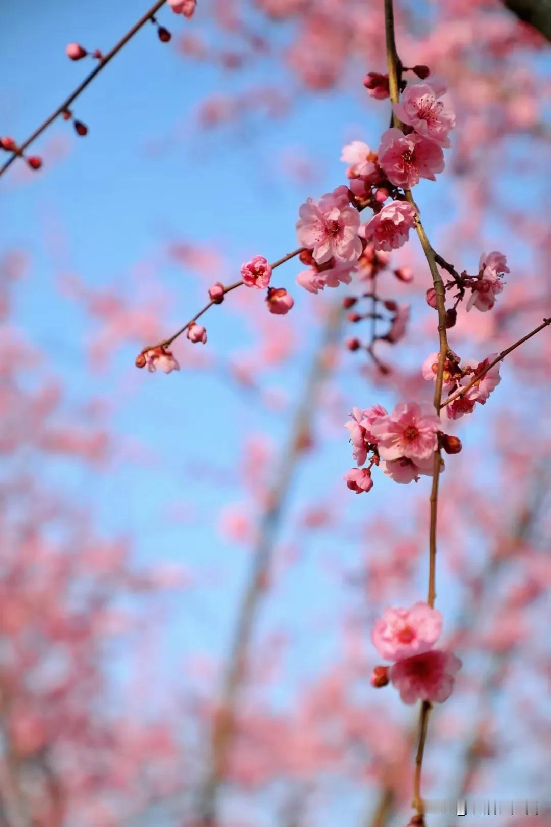 西安开元公园的梅花开了。快去鉴证吧。好看的梅花图片