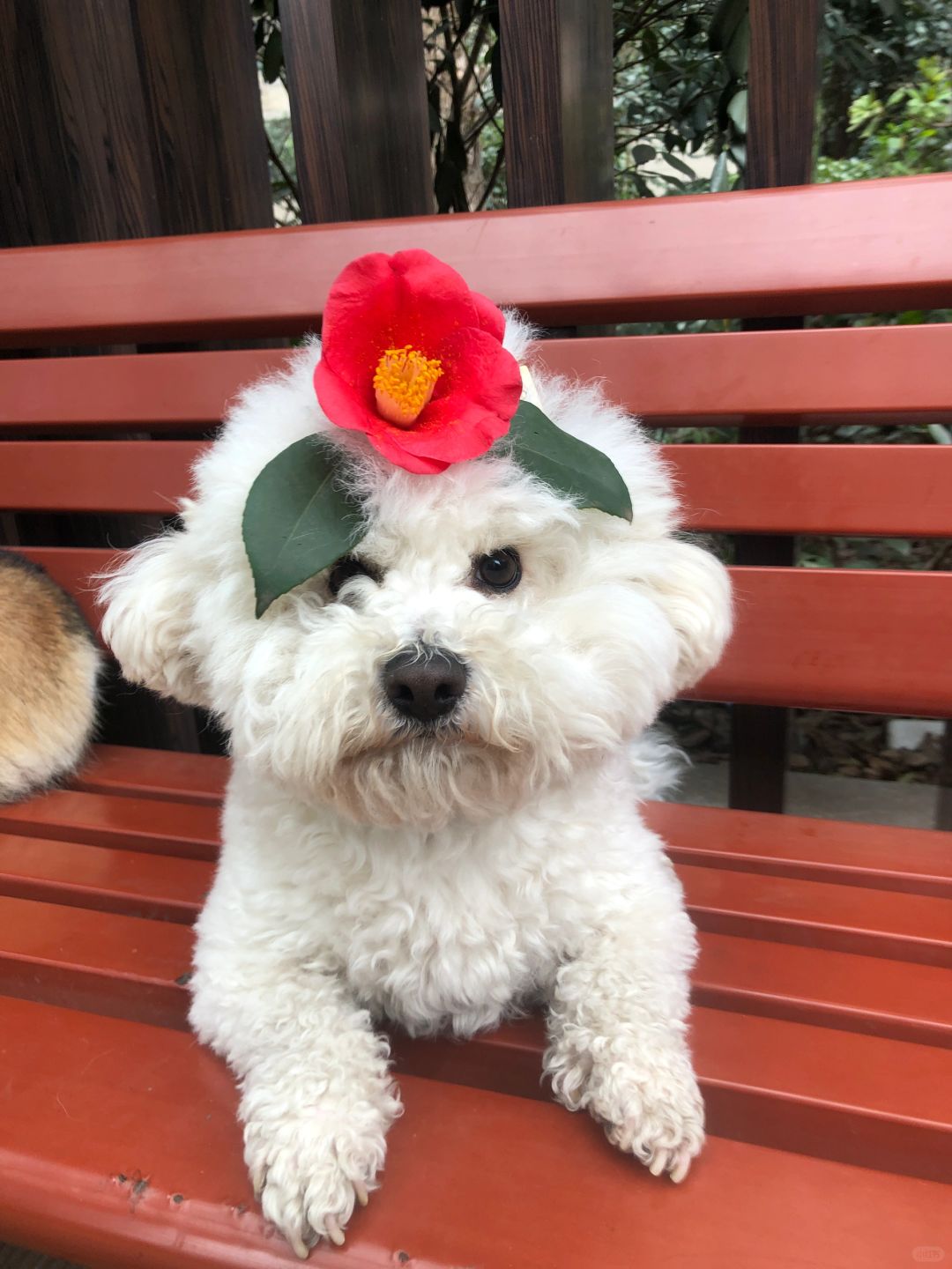 哪里来的花姑娘🌺眼神坚定似入党