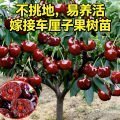 《樱桃树苗，好种植易管理结果多，你也赶紧种几棵吧！》樱桃树苗，好种植易管理结果多