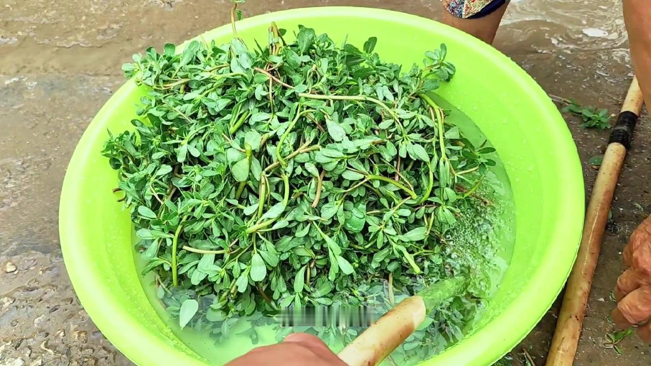 🌿有些东西，也只有在农村老家才能吃得到，就比如这个马蜂菜，视频前的你有吃过吗？