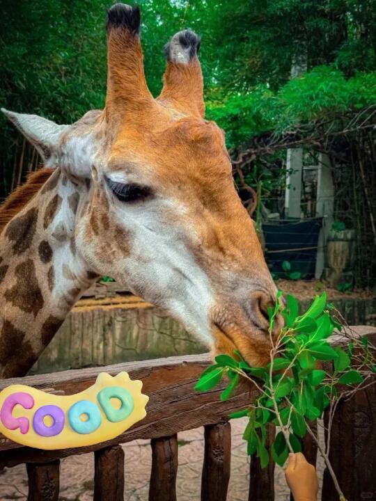 🔥长鹿休博园套票‼️4️⃣人仅💰99😘超值