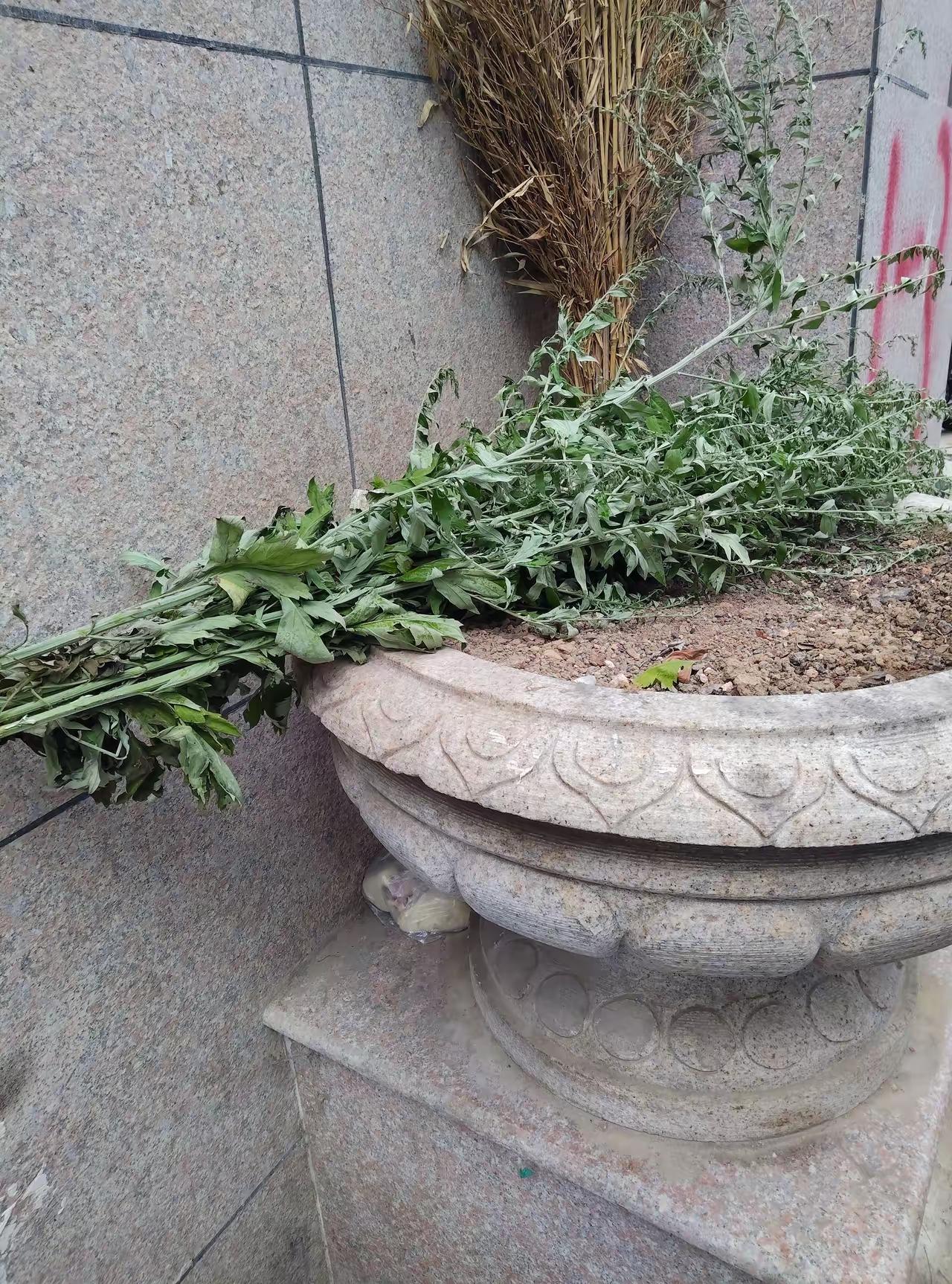 端午节应该把艾草挂在自己门上或放门口两边，但图片上的是扔掉了，难道艾草也有假的吗