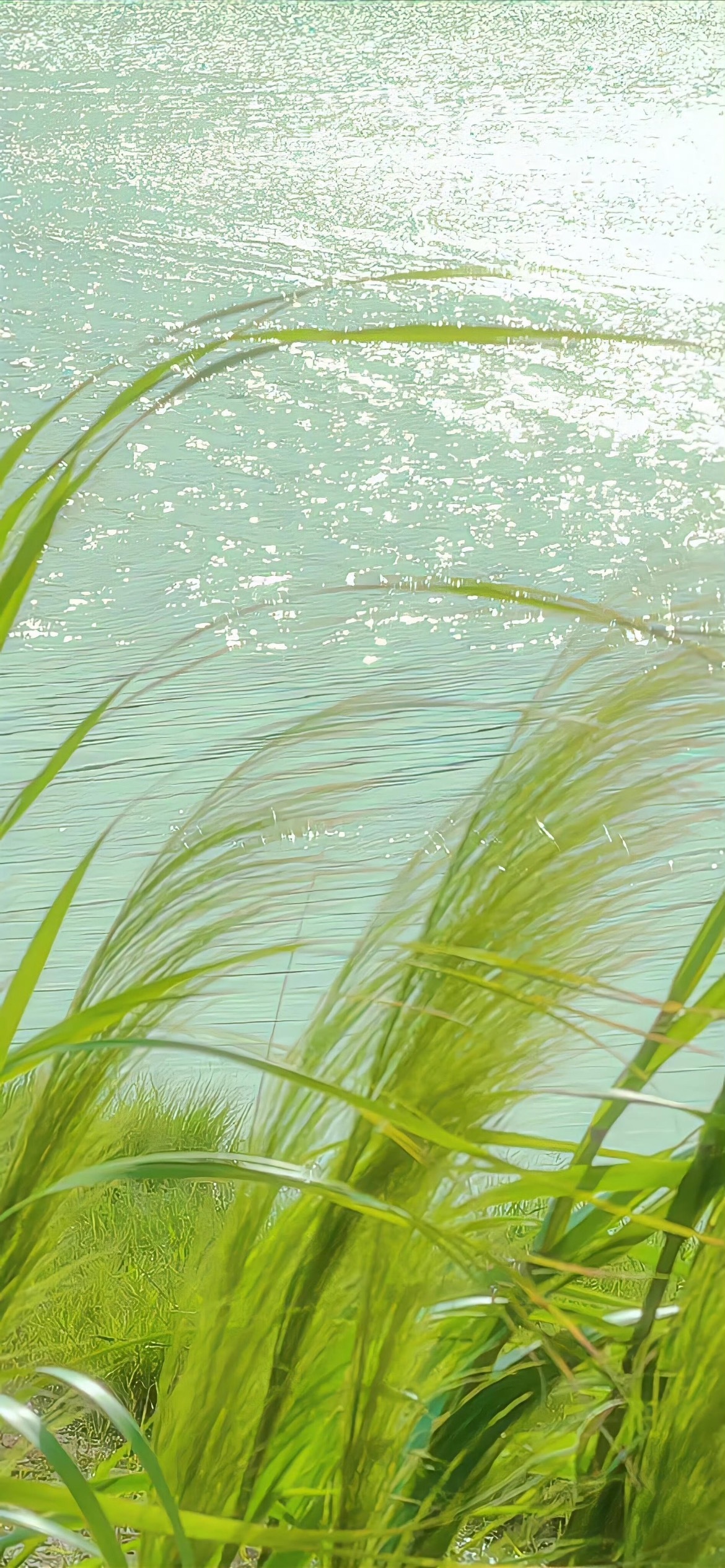绿水摇轻苇，满眼都是温柔的夏日光亮。 