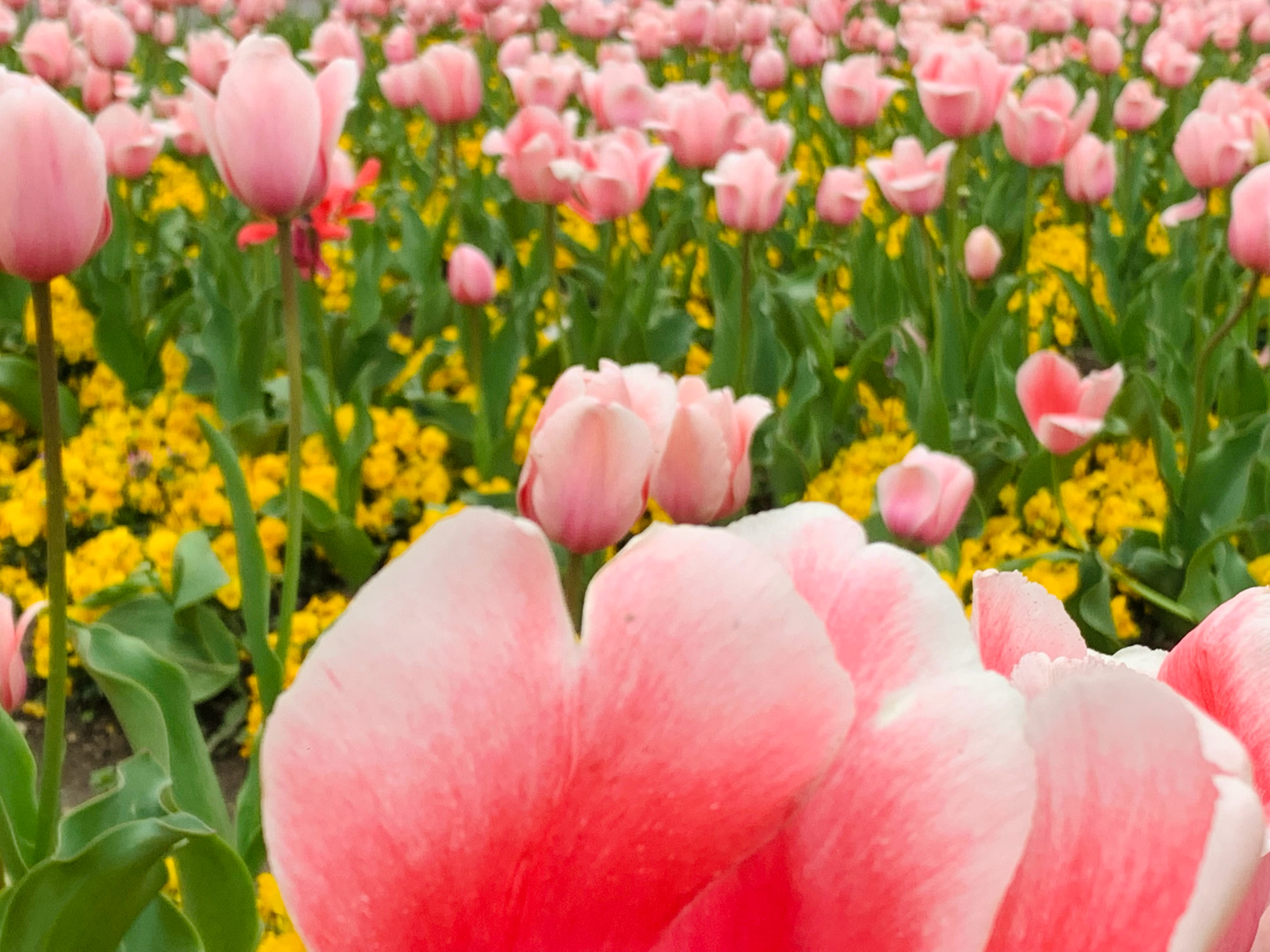 打卡春天里的大美中国不要问我为什么来这个公园，因为它名字里带体育两个字看到“体育