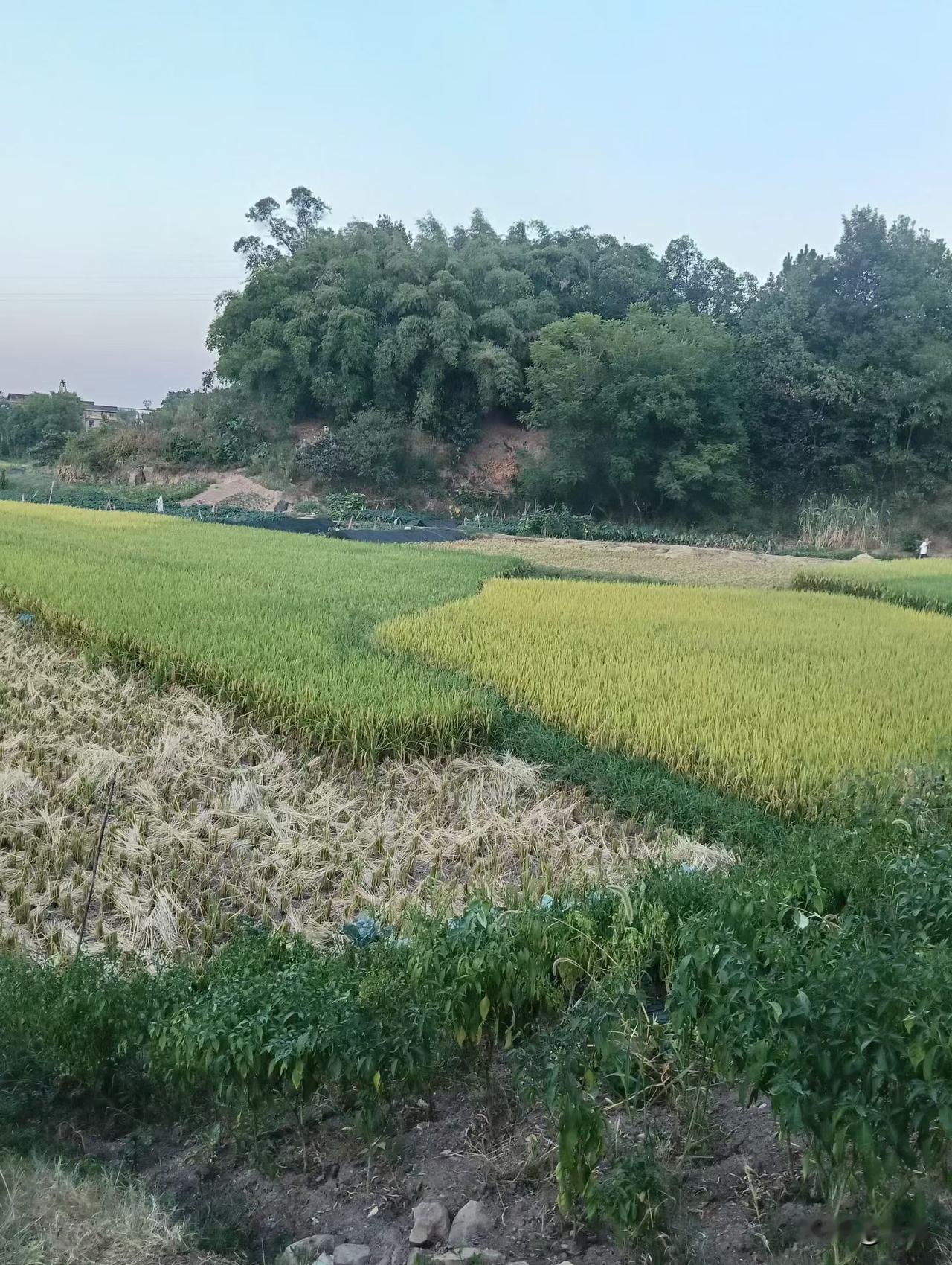 你们那收水稻是夏天还是秋天?
坐标资阳，往年我们老家收割水稻基本都要等到立秋过后