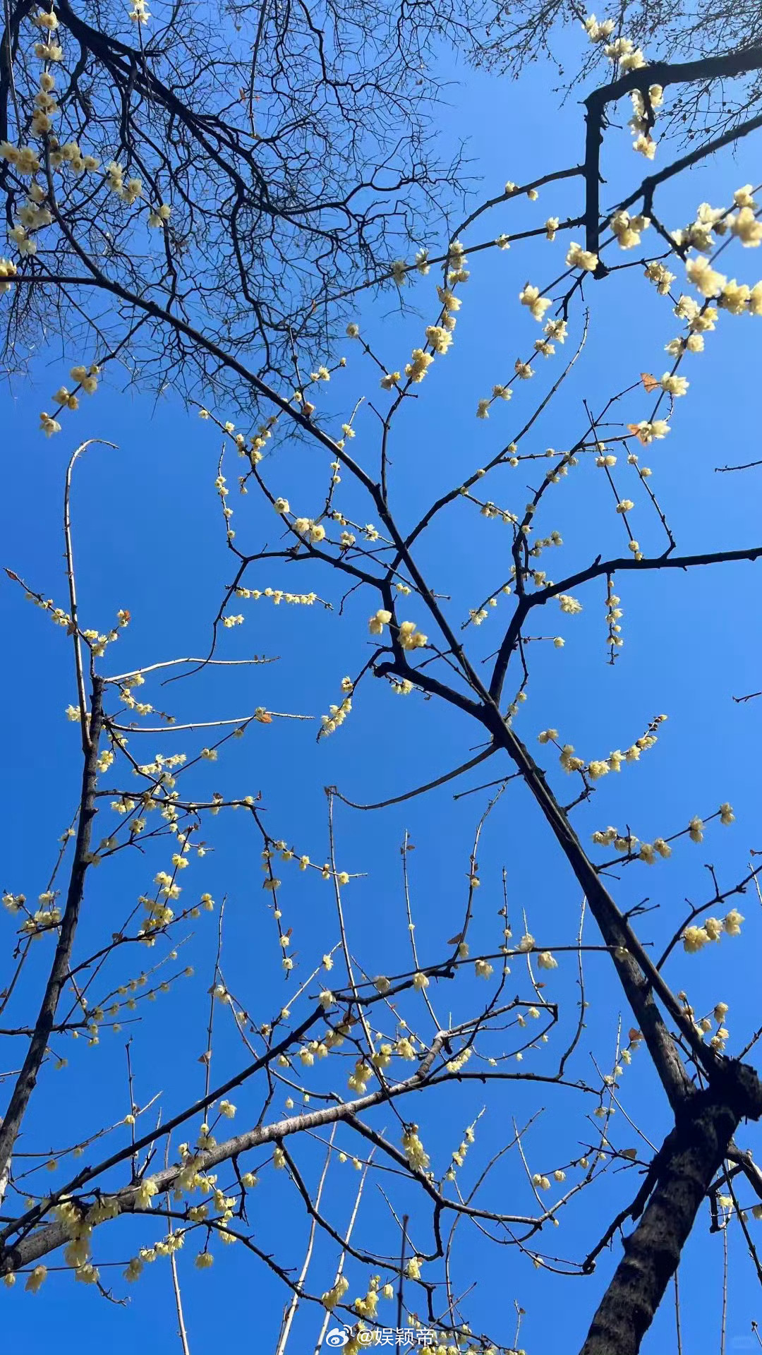 北京公园上线实时过敏指数提示北京公园太懂过敏星人 从区到市的前置防控，从线下到线