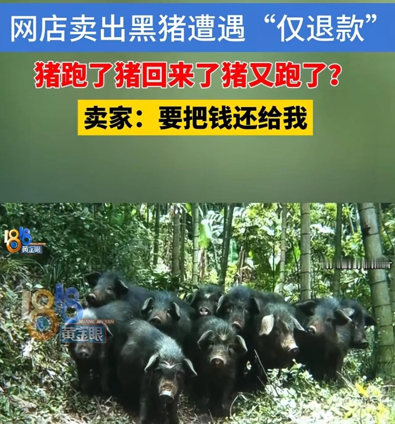 “猪跑了，比飞机还快！”女子网售3头土黑猪，买家收货后说猪越狱了，申请仅退款成功