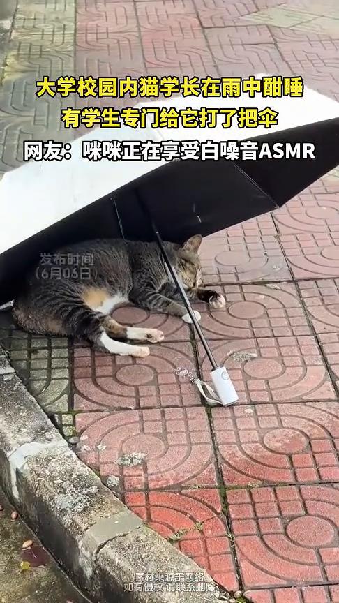 大学校园内猫学长在雨中酣睡，有学生专门给它打了把伞。
网友：咪咪正在享受白噪音A