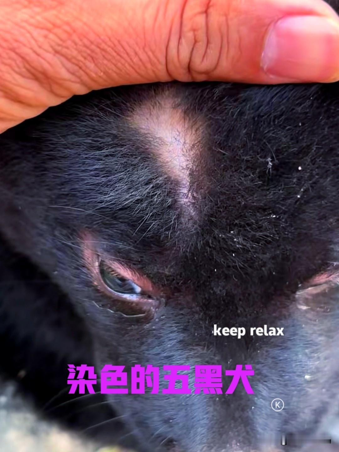 男子最近想养一只狗，对比来对比去还是觉得中华田园犬最好。趁着去广西游玩的空隙，专