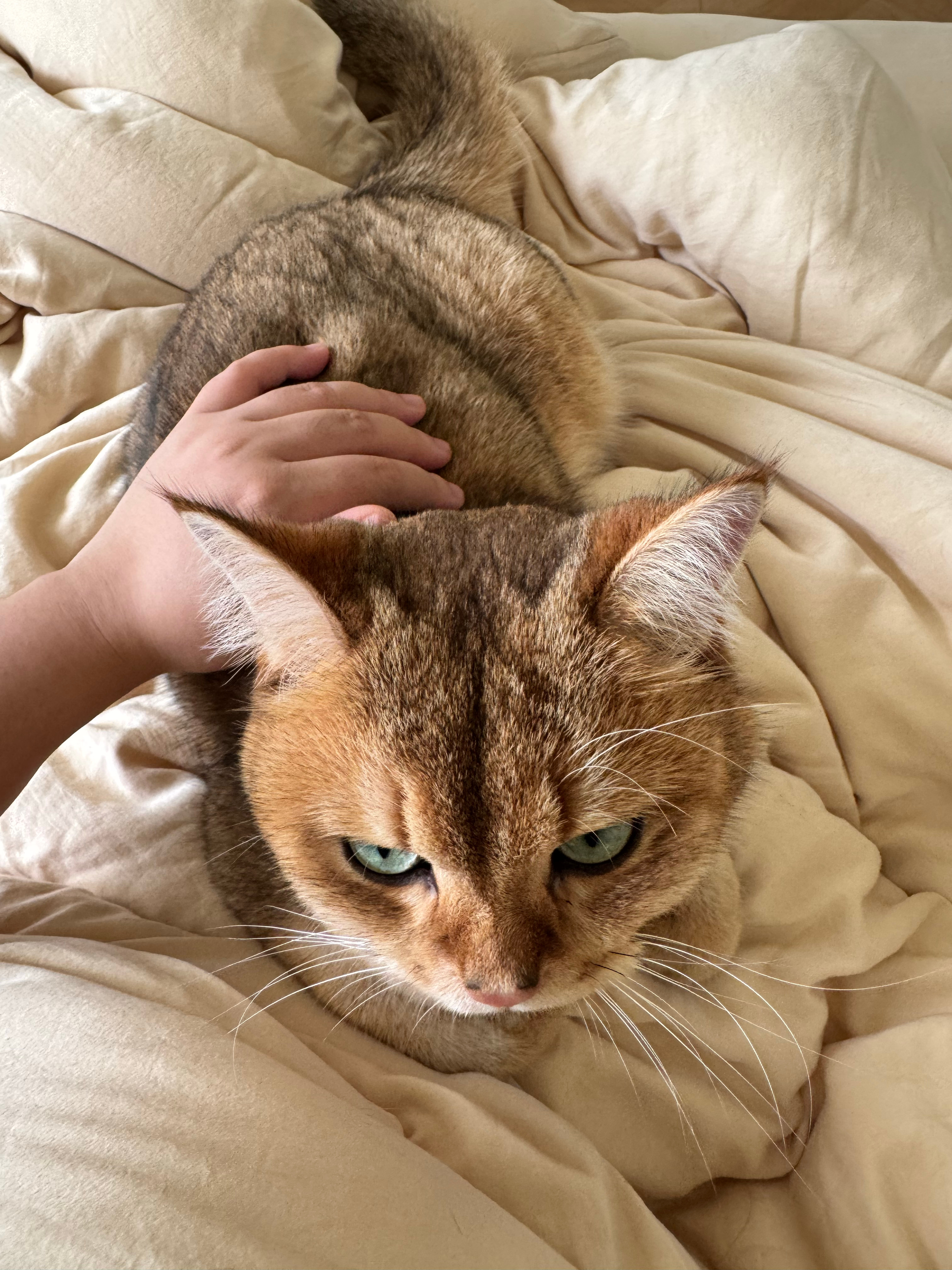 被猫压醒的早上真是惬意啊 ​​​