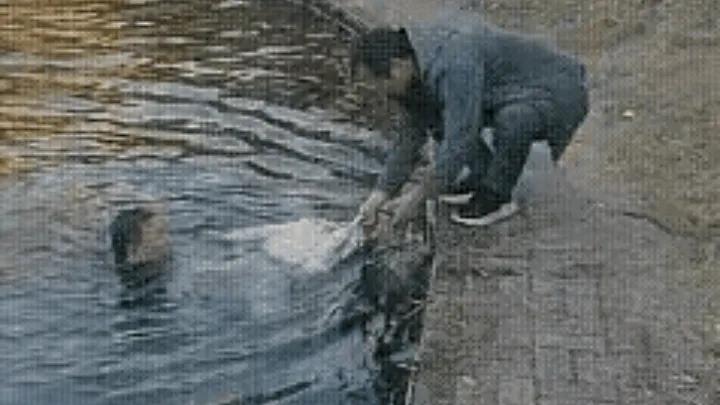 这个教授火到人民日报！江西，一教授和同事在散步时，突然看到池塘里有浪花，怀疑是有