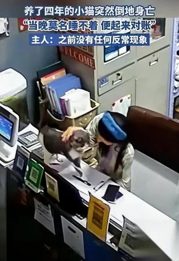 刚才刷到条视频

直接戳心了

一只快不行的猫咪，拼着最后力气蹭主人的手

平时