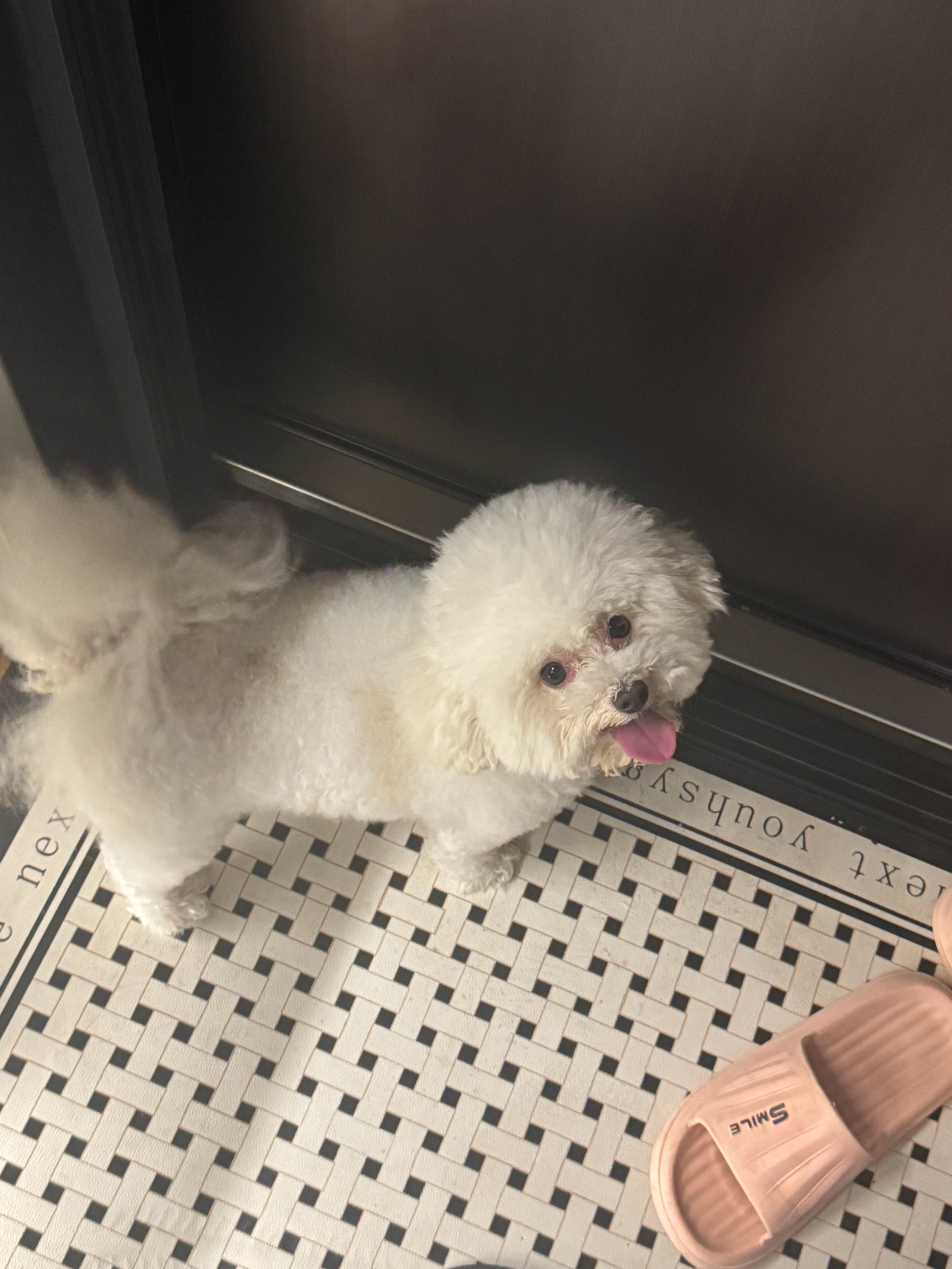 正常状态VS下雨天偷跑出去之后的状态。 ​​​