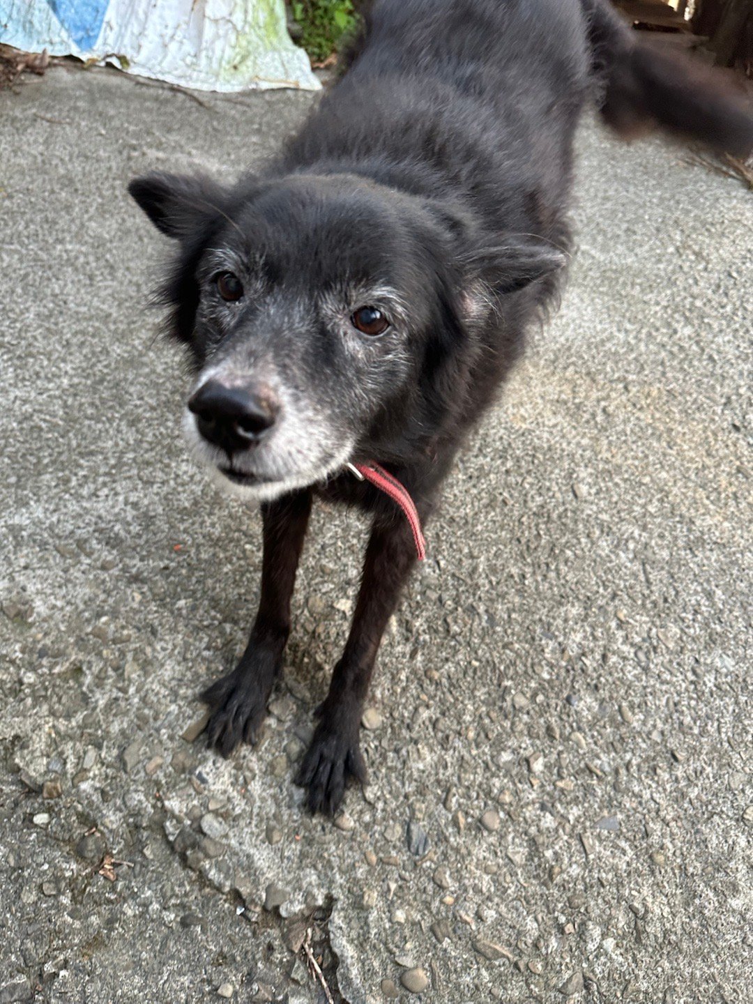 每日萌宠打卡今天还睡懵懵的缘缘，不知妈妈干嘛，不快摸摸。 可爱缘跟大家说午安