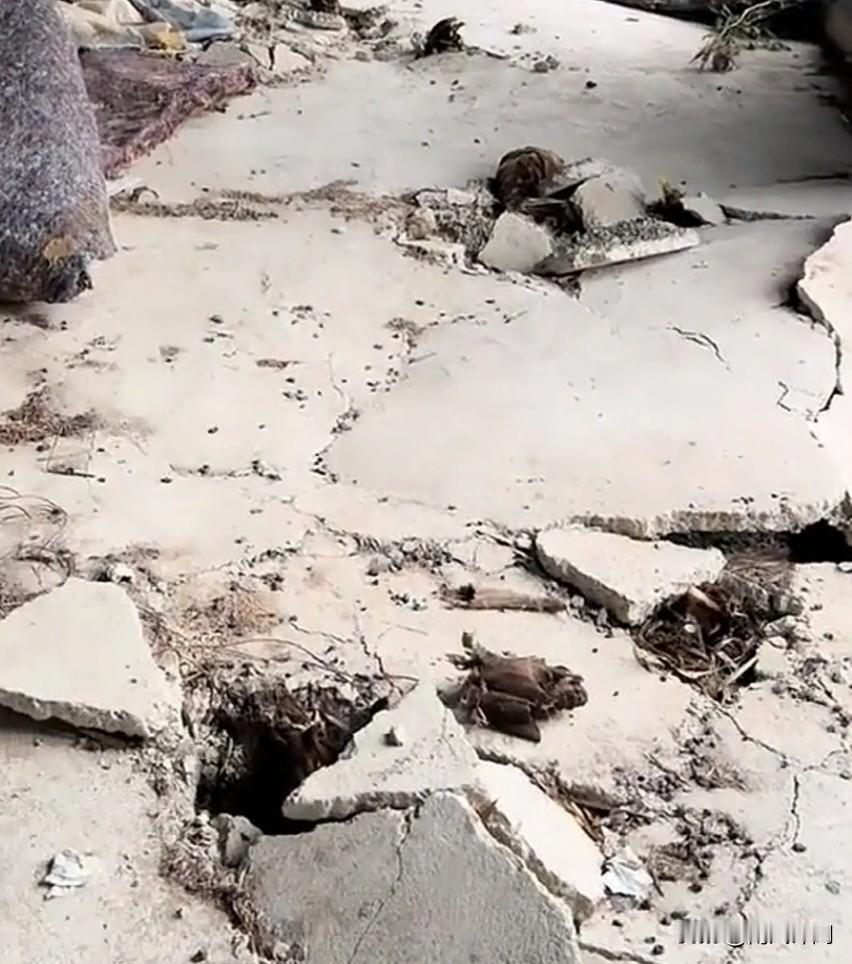 近日安徽广德，刘女士家废弃养鸡棚的水泥地突然怪事——好好的地面鼓起大片大包，看着