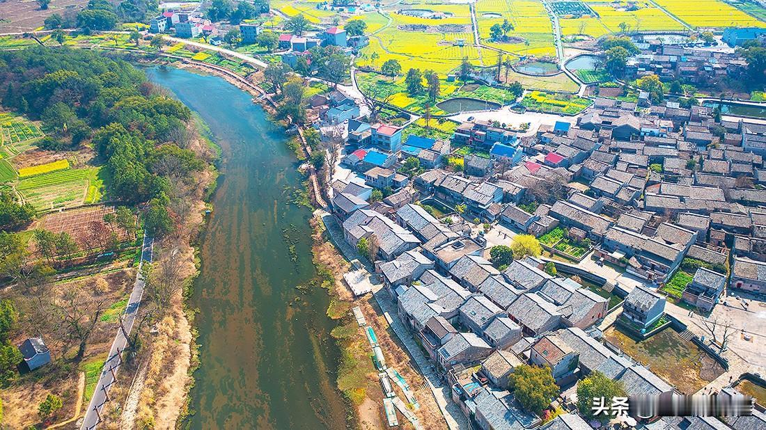 江西吉安的渼陂古村，又到一年油菜花金黄飘香的季节，保存很古朴的村镇，老房子数量很
