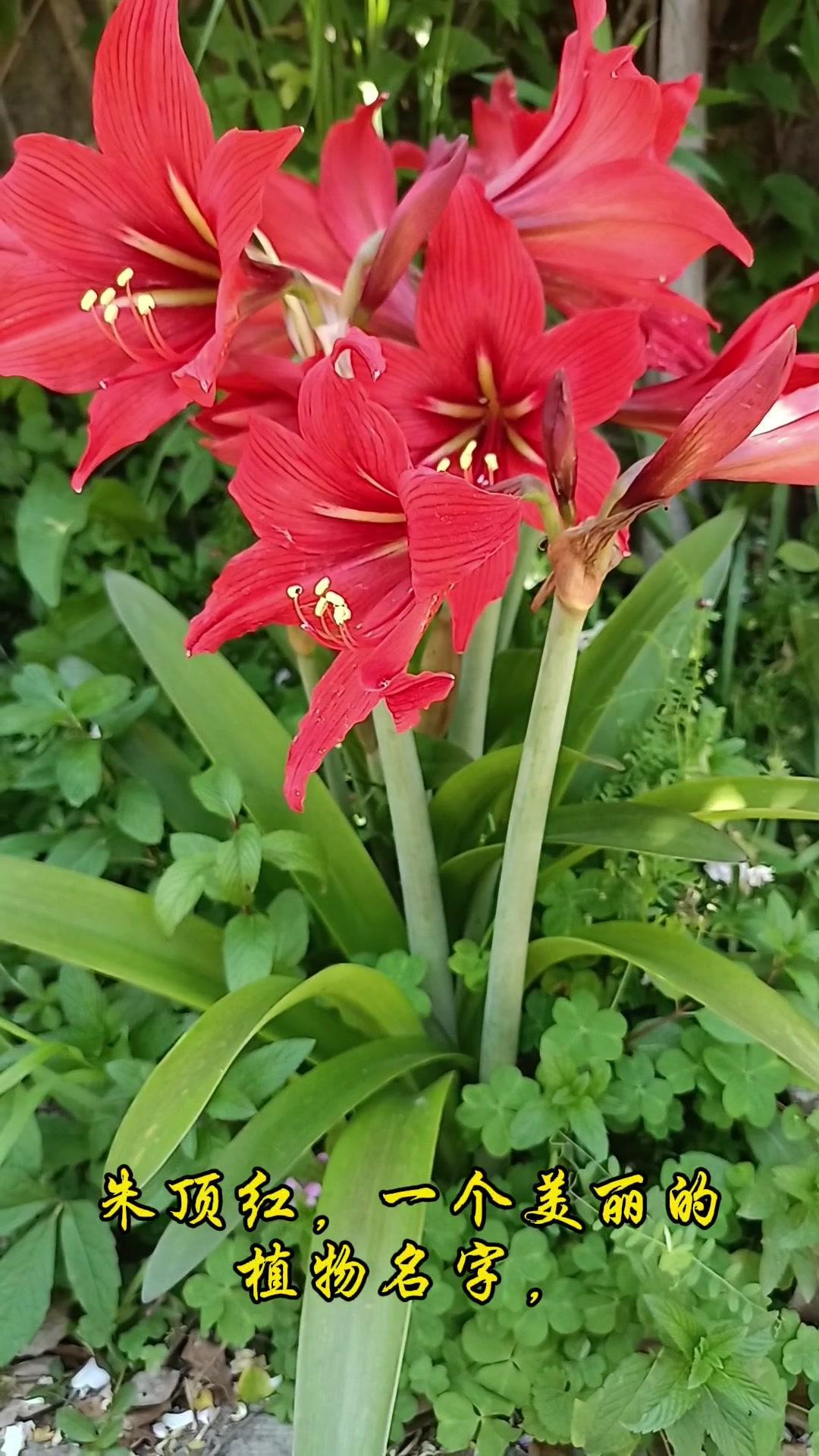 🌿朱顶红，又名朱顶兰、孤挺花等，是石蒜科多年生草本植物。它因花朵硕大艳丽、易种
