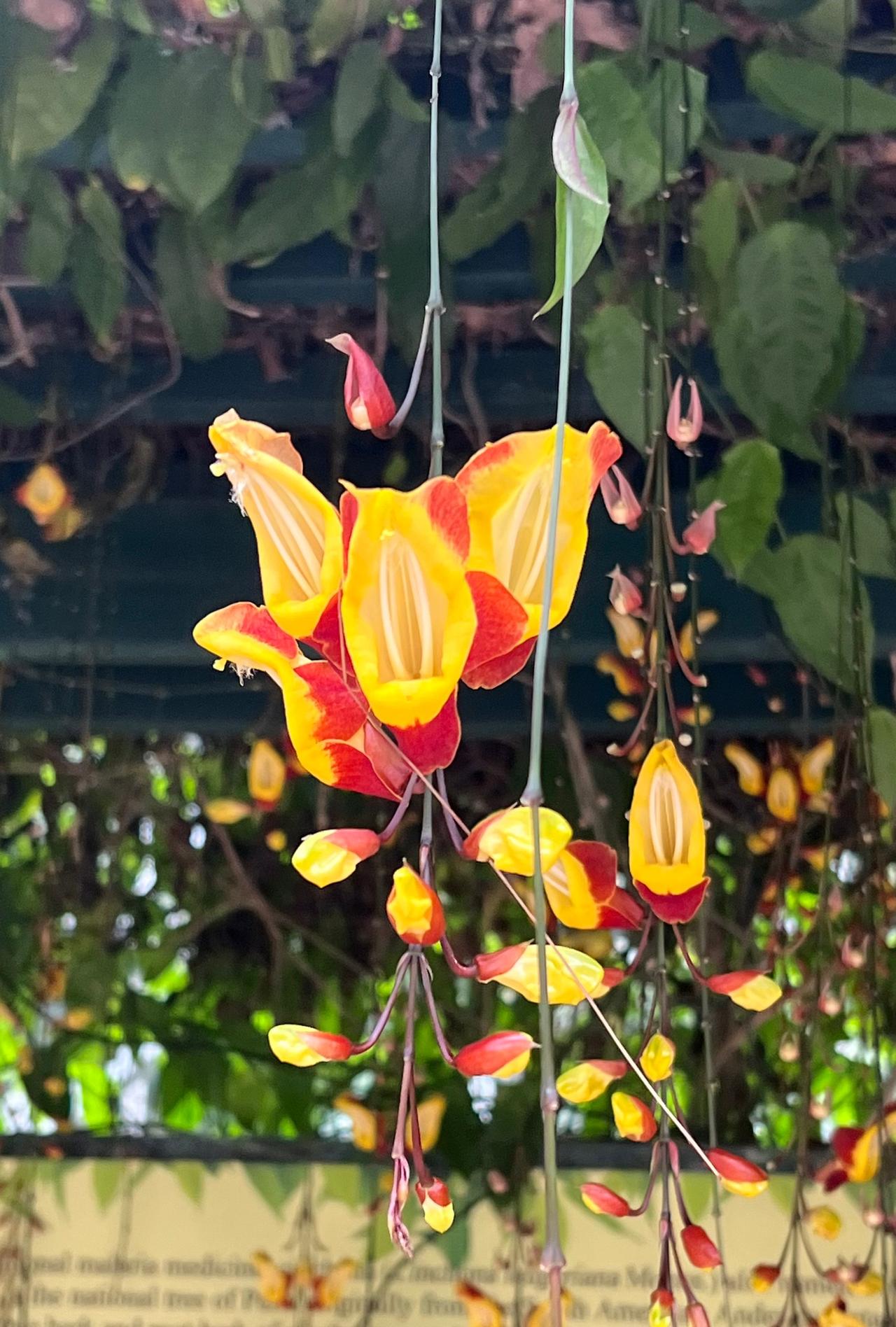 这是我在华南植物园里拍摄到的奇特花卉，我看了一下介绍，它叫黄花老鸦嘴‌，学也常被