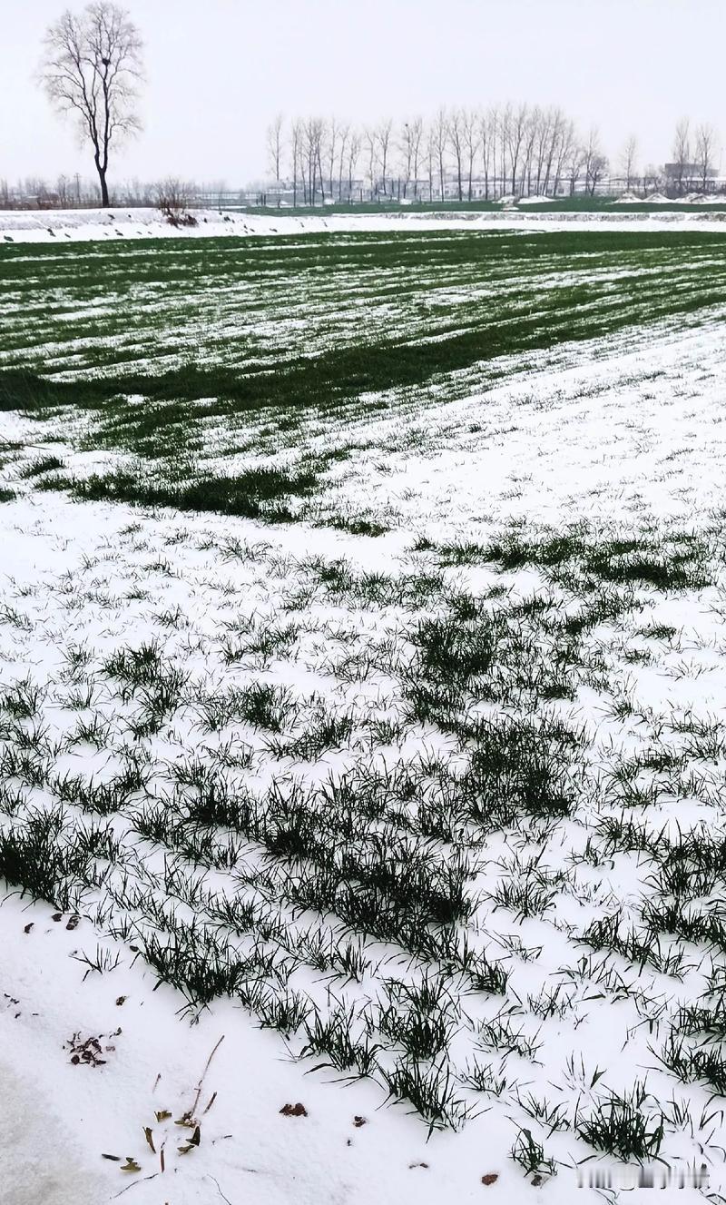 创作训练营2期开营啦寒潮来临，气温下降，潍坊市区降下了这个冬天的第一场雪。虽说并