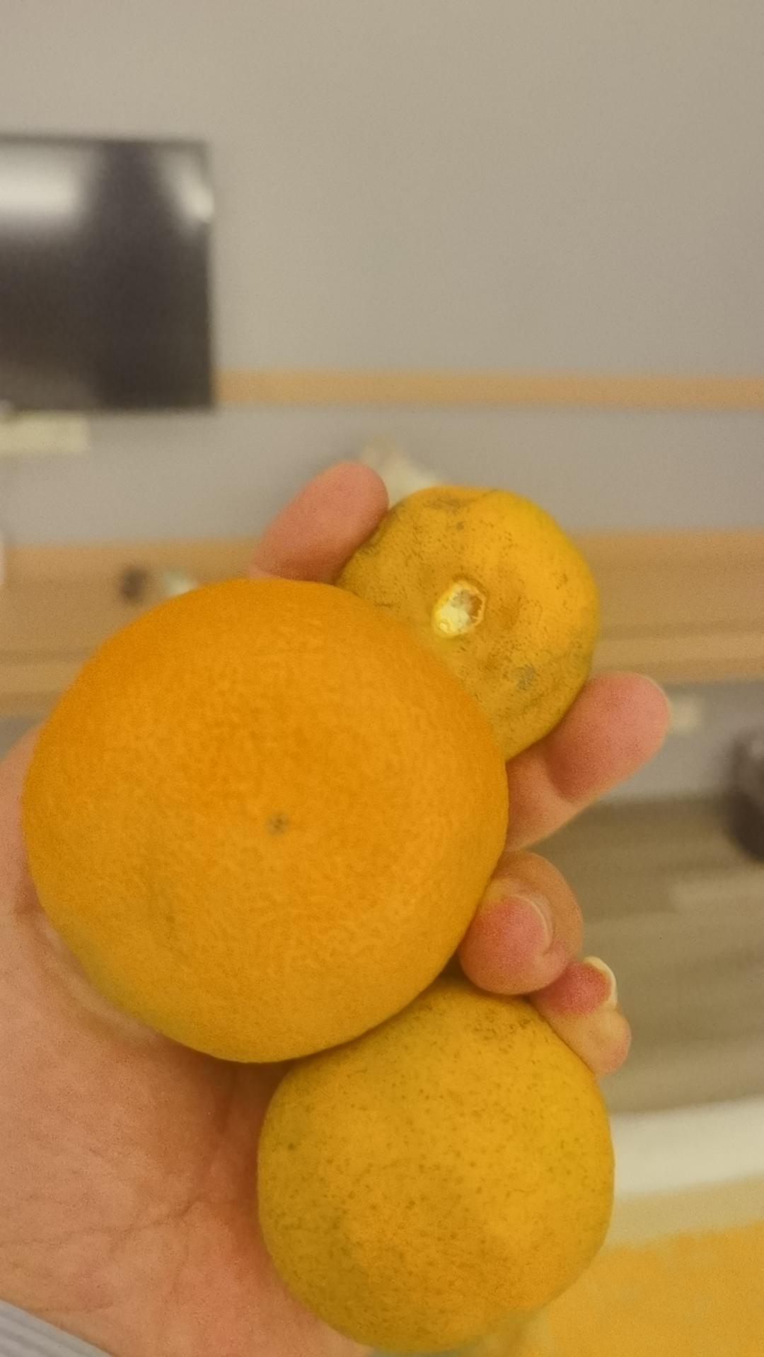 作为销售老油条，我有话要说，
“偷”的橘子比买的吃起来都香。路过四川达州宣汉县的