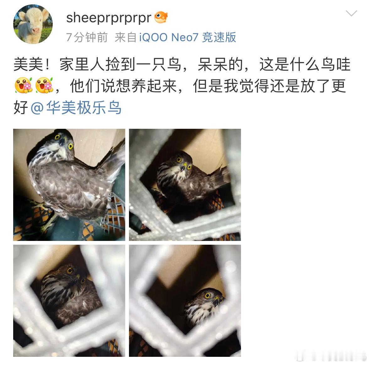 #鸟粉投稿# 眼睛瞪得像铜铃的【松雀鹰】猛禽是重点保护鸟类奥让它飞吧～ ​​​