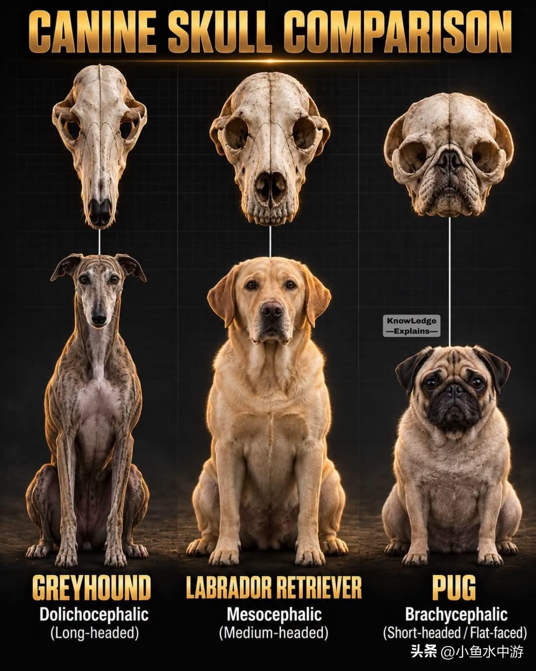 人们通常根据头部轮廓与比例，将犬类头骨分为三大类型：长头型、中头型与短头型。头骨