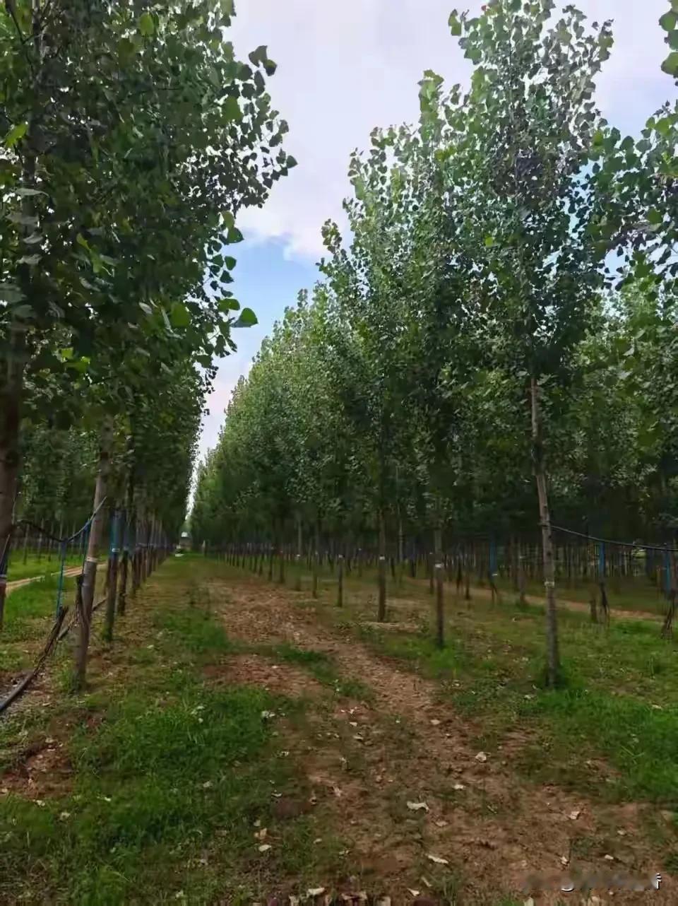 河南平顶山鲁山县的80后男子苗萌萌太牛了！他带村民养蝉，走上致富路。他入行8年，