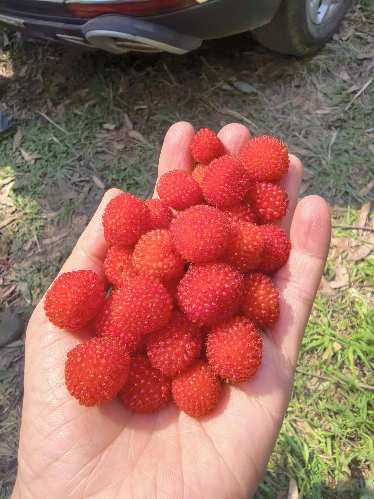 这是蓬蘽（péng lěi），也常被俗称为三月泡、野草莓、割田藨，我们称为软泡果