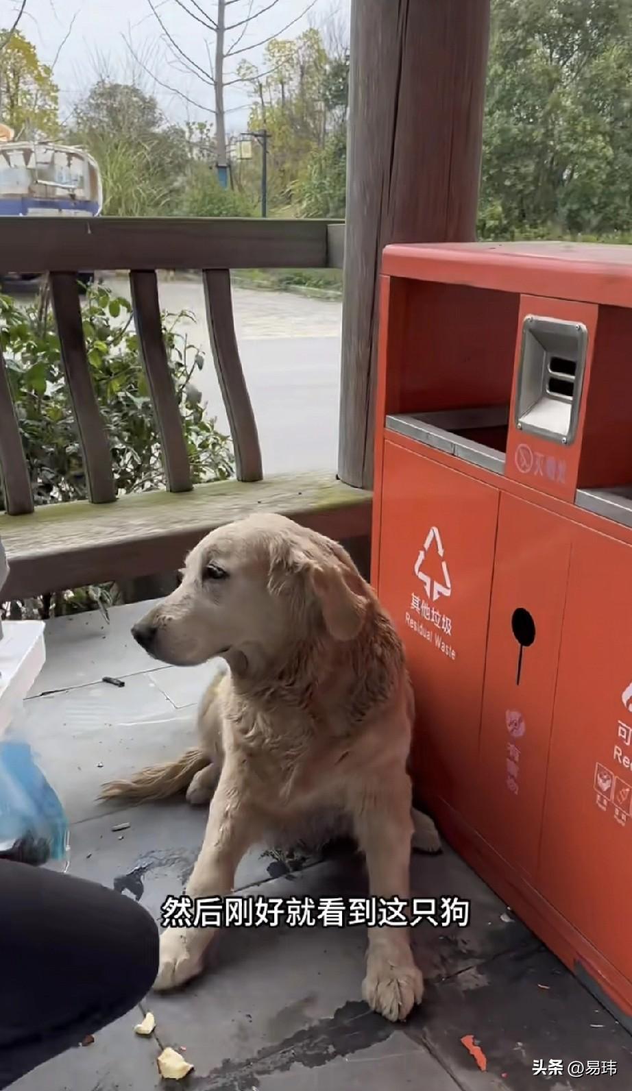 太可怜了！这天一位小姐姐去公园散步，当她走到一个亭子里的时候，看到了一只狗狗一直