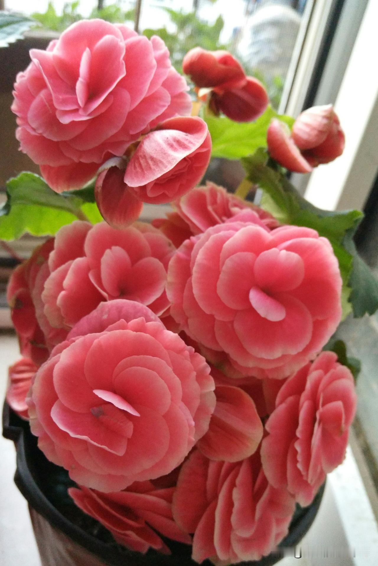 好不容易盼来的长假，我们可不舍得浪费啊，哪都不去，就是一门心思陪自己86岁的老爹