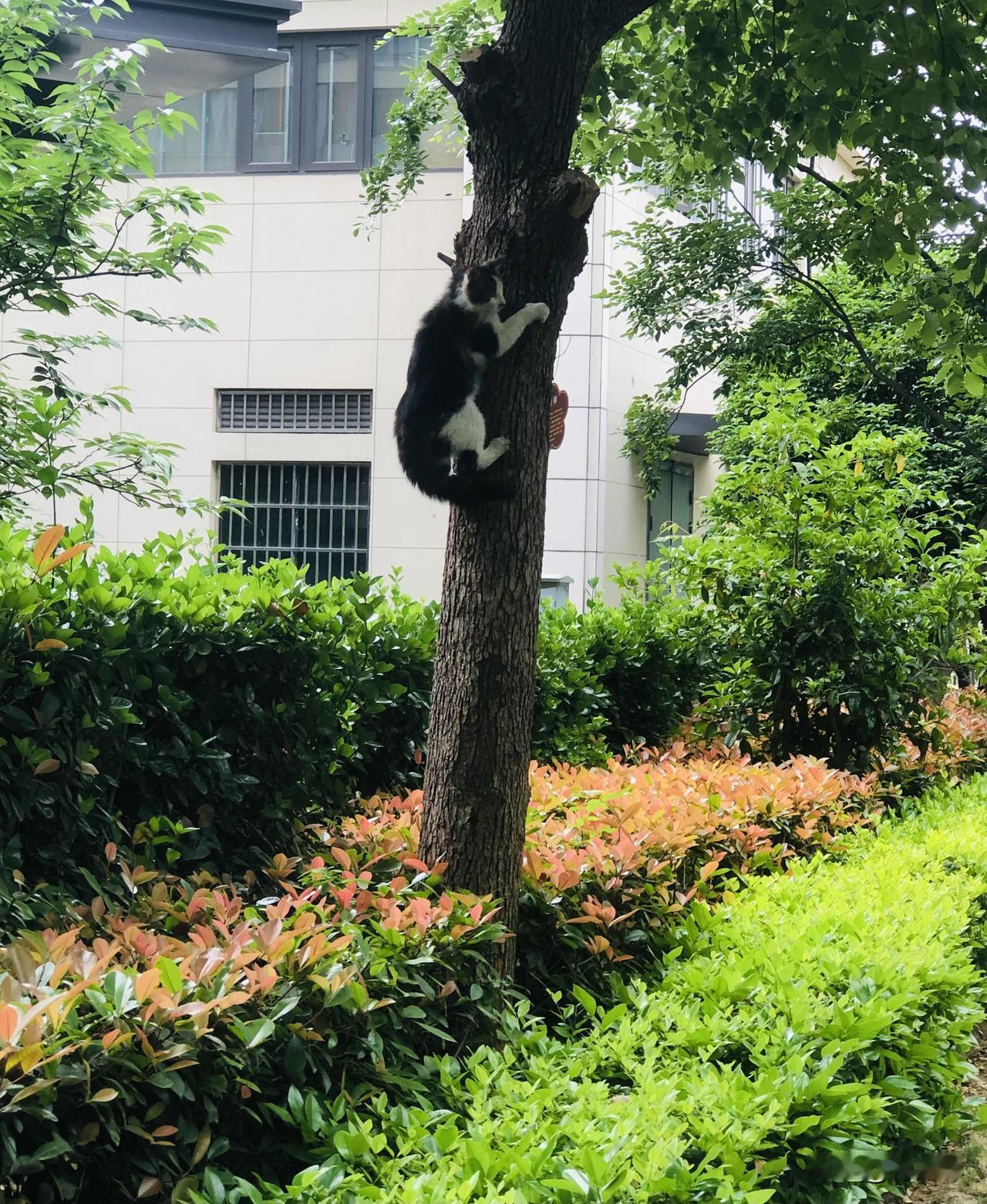 晒图笔记大赛下班的路上偶遇调皮小奶牛猫，上树动作一气呵成，在绿树间自在探索。治愈