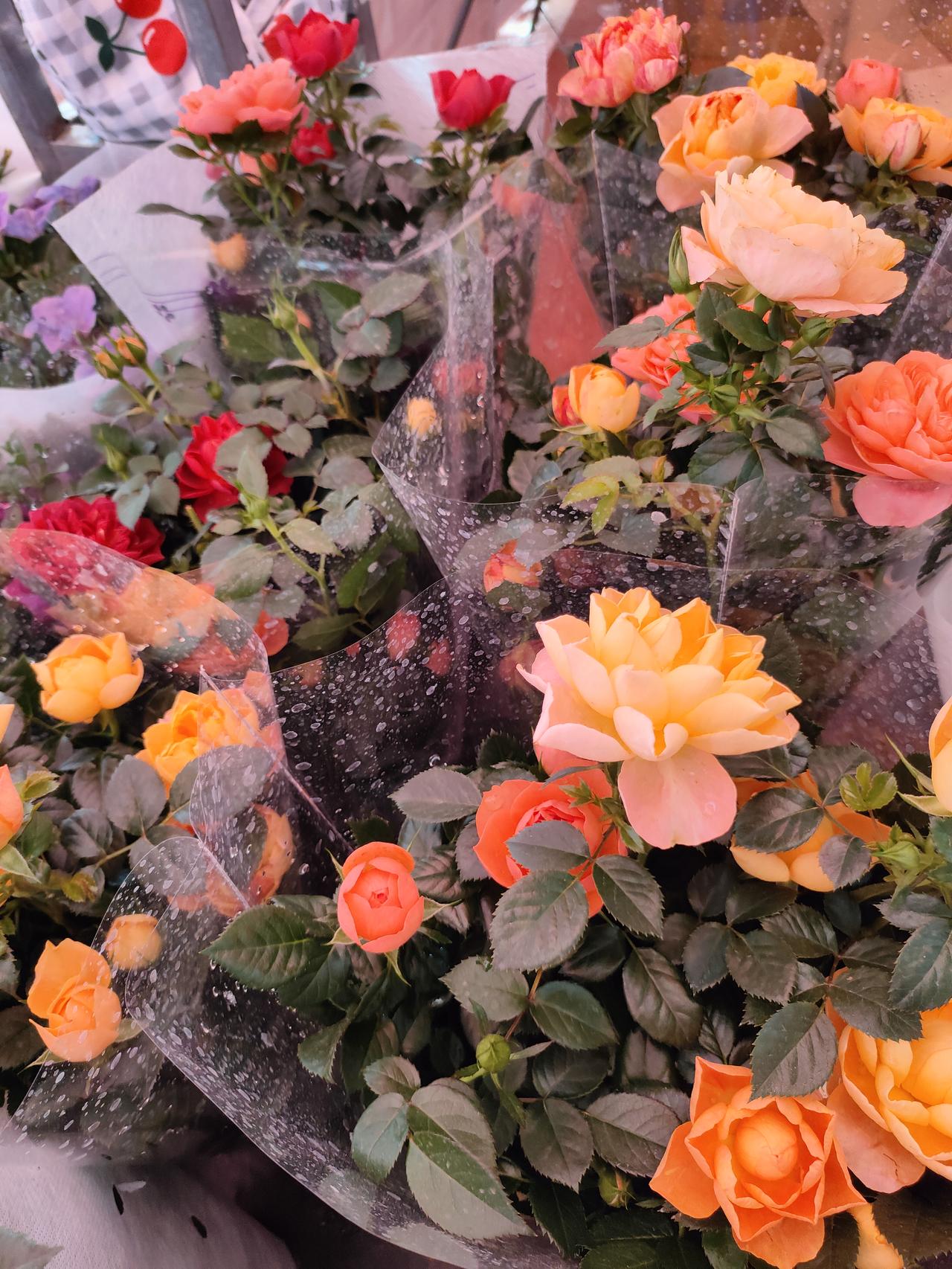 分享一下漂亮的花带着水珠的玫瑰，把春天的温柔都裹进了花瓣里。路过花摊时被这簇暖色