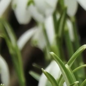 雪滴花（早春稀有球根花）1. 栽培方式：腐叶土+园土+粗沙，疏松肥沃基质；小型球