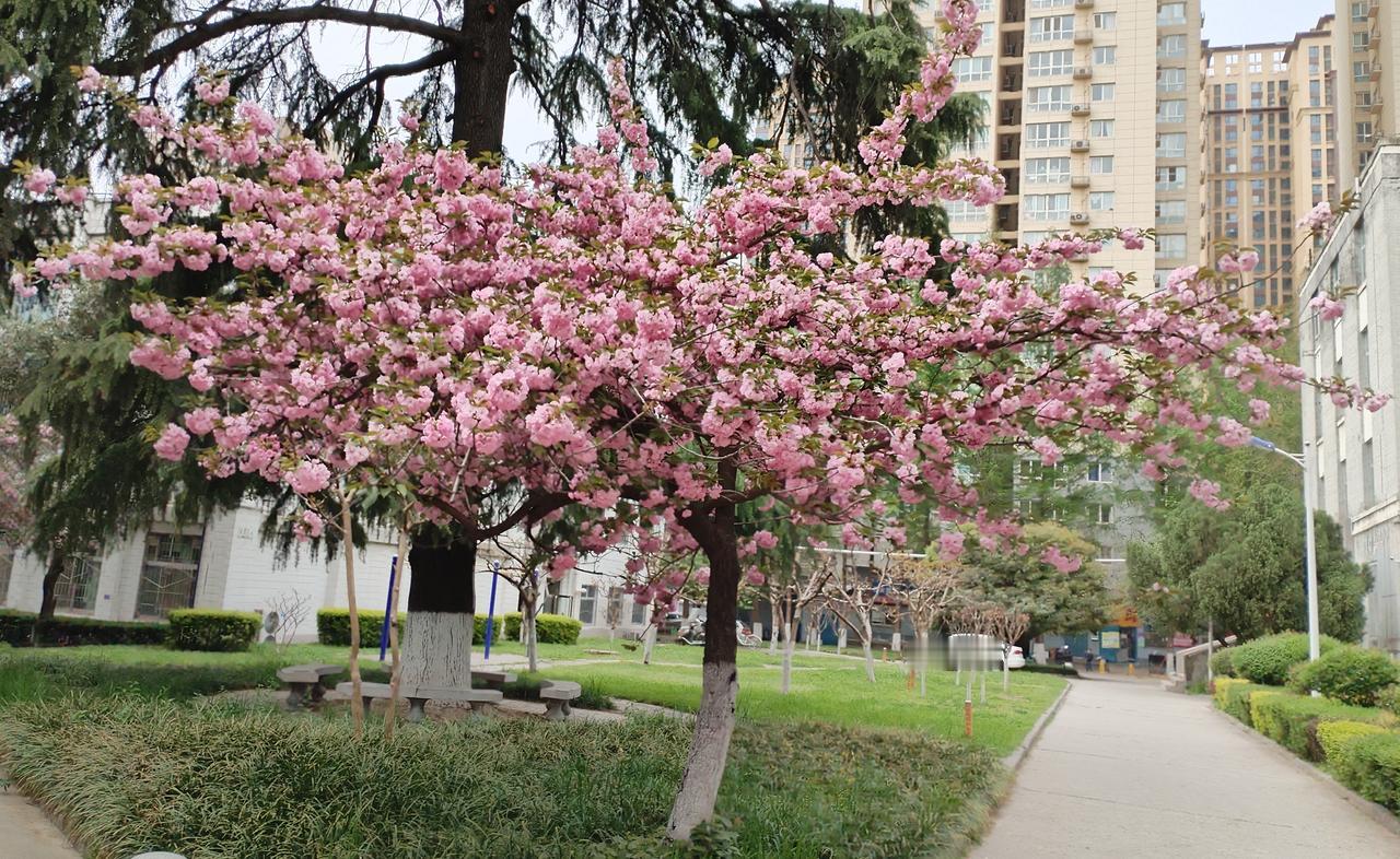 西安理工大学 樱花道 牡丹园