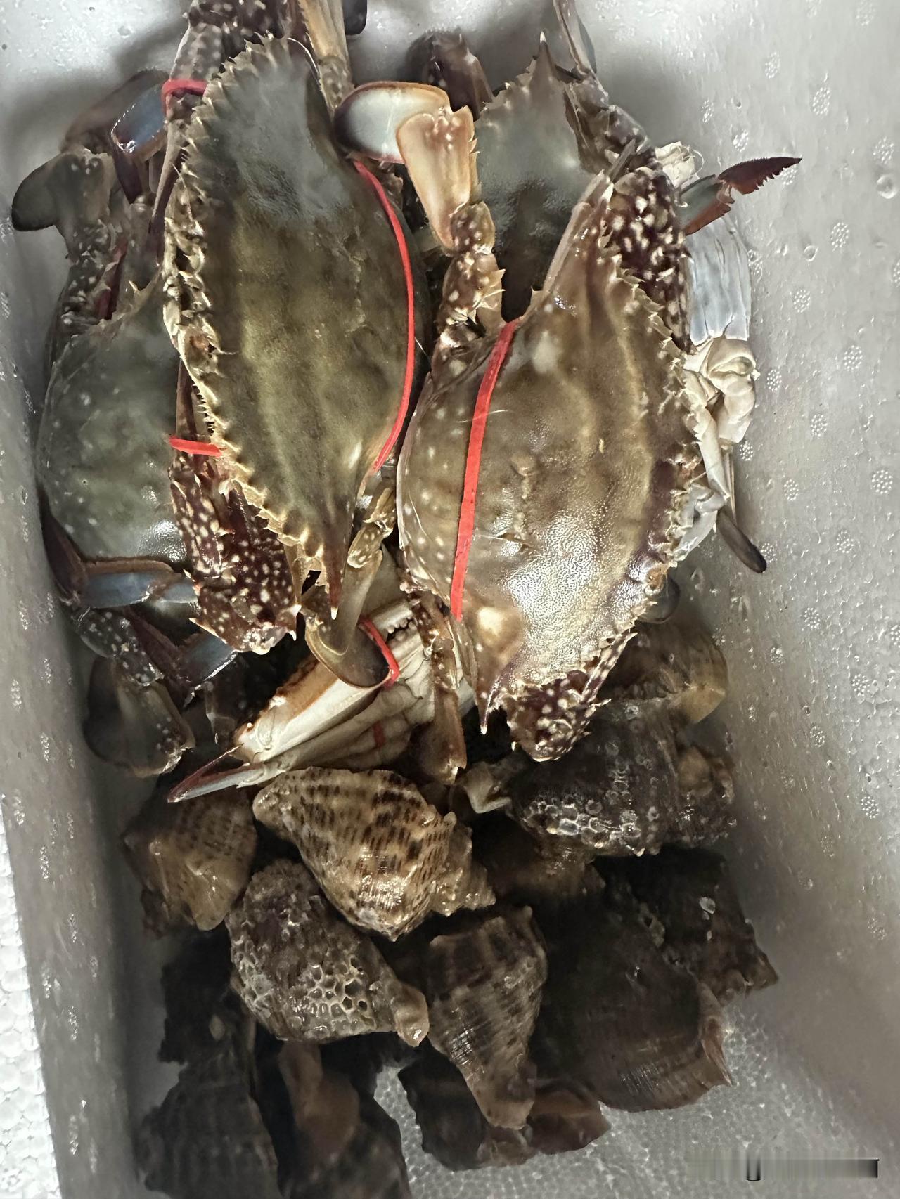 怕明天过节螃蟹🦀出来天价
下午老爷们儿去市里看牙让他买了一些用保温箱装回来。