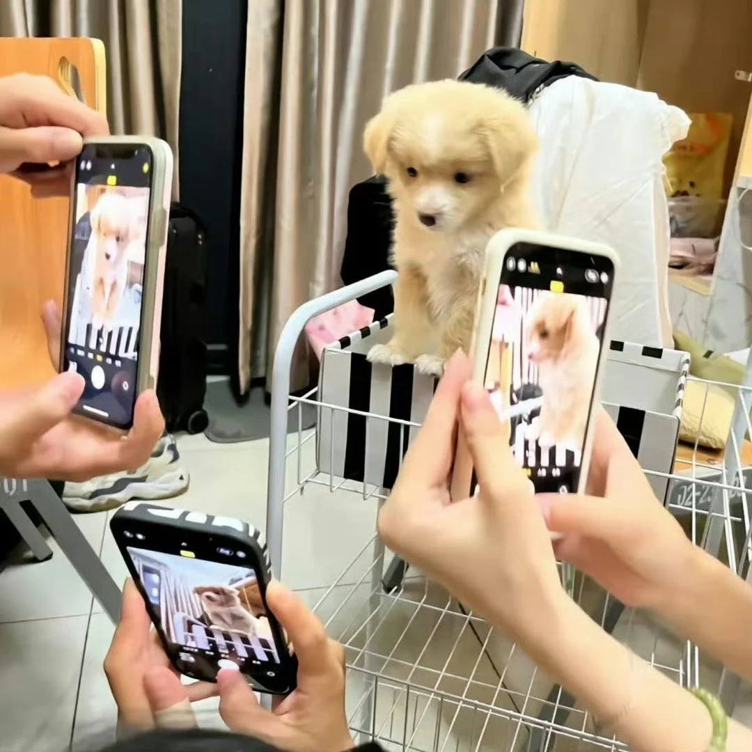 当小狗进了女生宿舍…