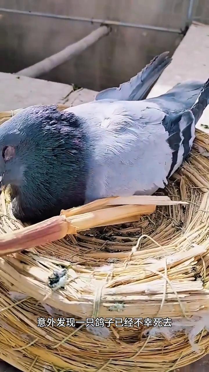 男人帮助失去妈的鸟蛋。
男人在检查一个鸟窝时意外发现一只鸽子已经不幸死去，而在他