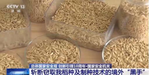 应该立即死刑！央视新闻在2024年4月14日曝光了一起惊天大案：我国杂交水稻之父