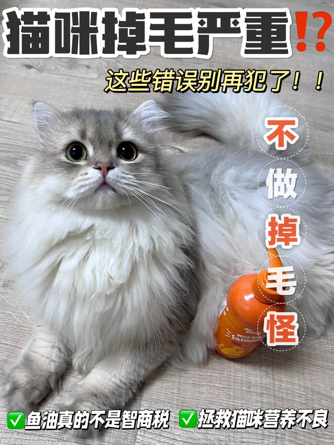 猫咪掉毛严重怎么办？这些错误别再犯了!