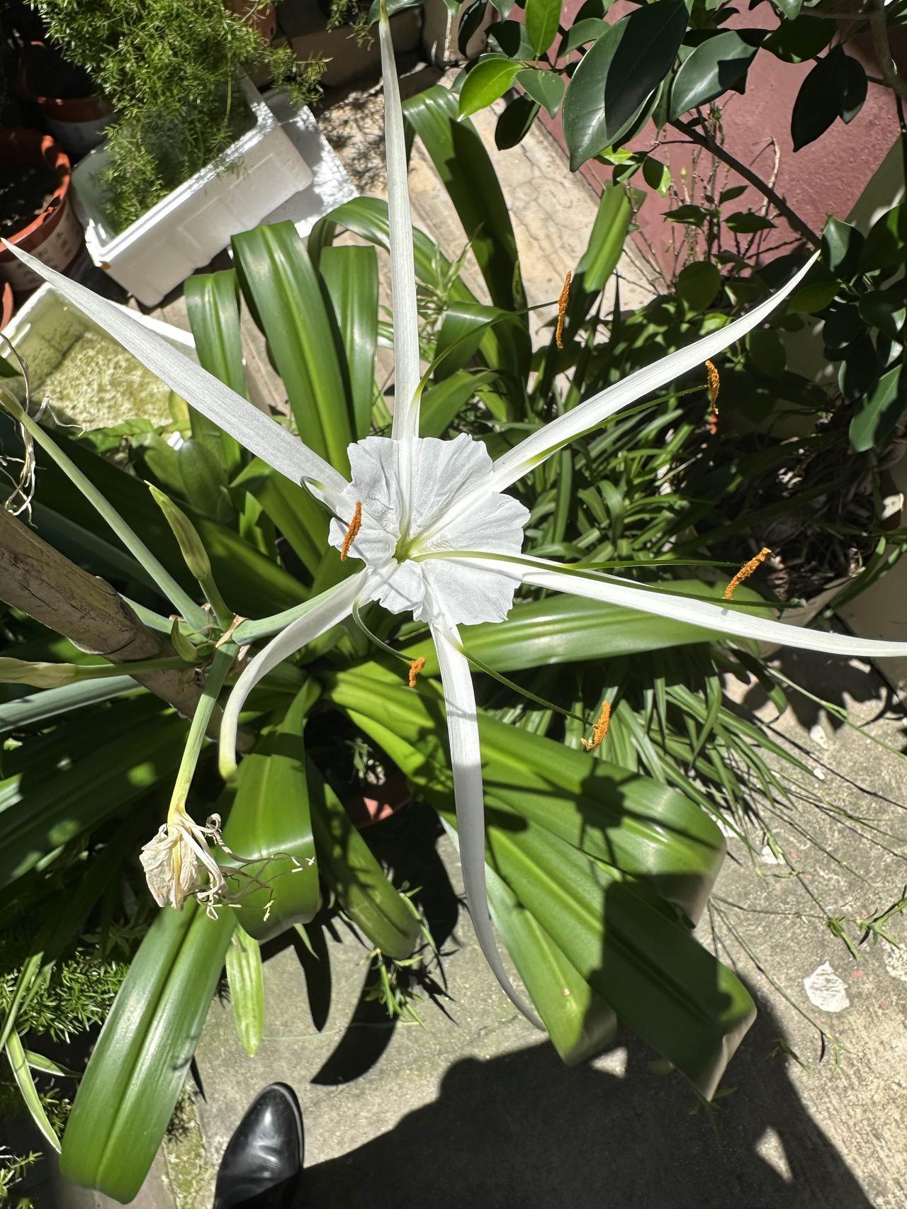 晒晒随手拍的花朵天津滨海新区随手拍的花。