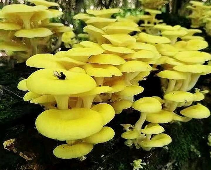 野外邂逅一大片榆黄蘑，那场景着实令人惊叹！夏季时分，在山庄的树林里便能与它们不期