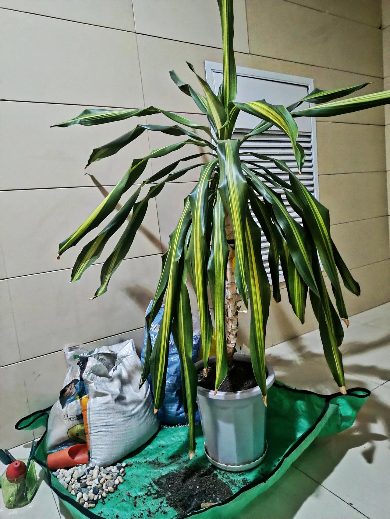今天给它换土施肥，费了好大劲才挪到楼道门口，养大型绿植真是体力活。
静静看着它，