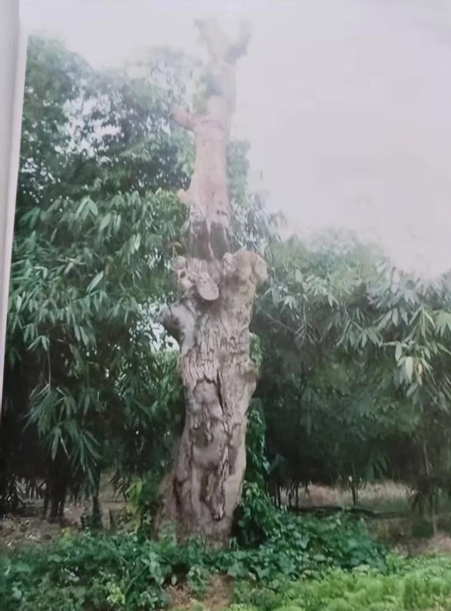 万般无奈！祖辈种下百年古树被盗，警方追回交由林业局代管，竟被无偿送给书院！女子维