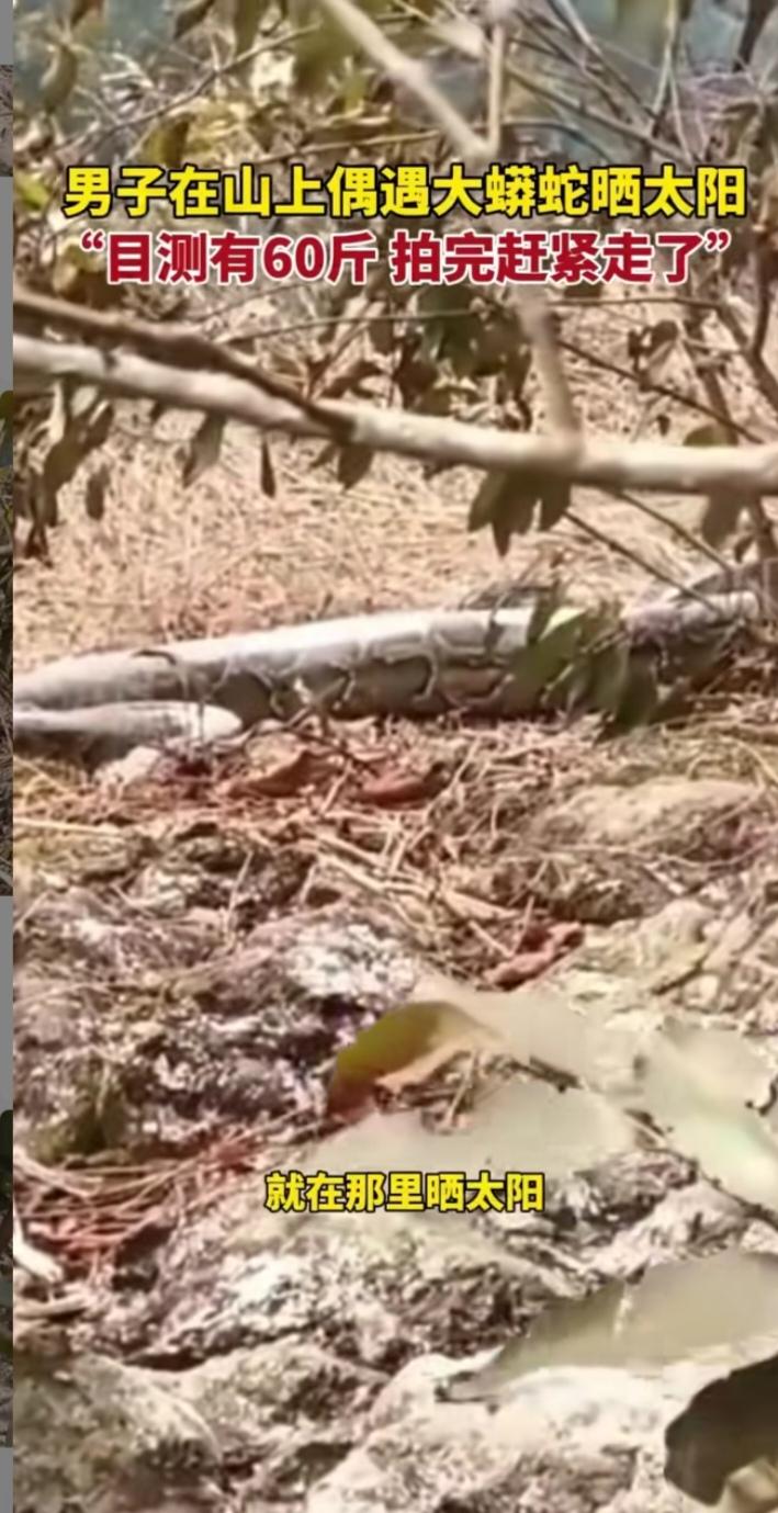 广西防城港惊现五六十斤巨蟒！男子寻蜜遇