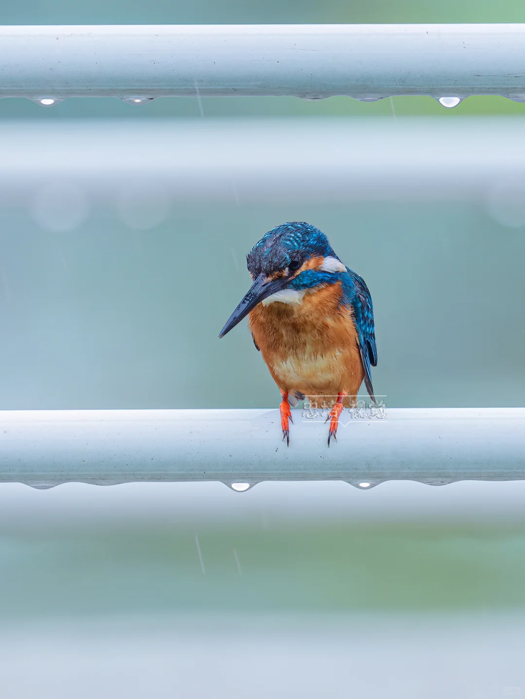雨中越狱记