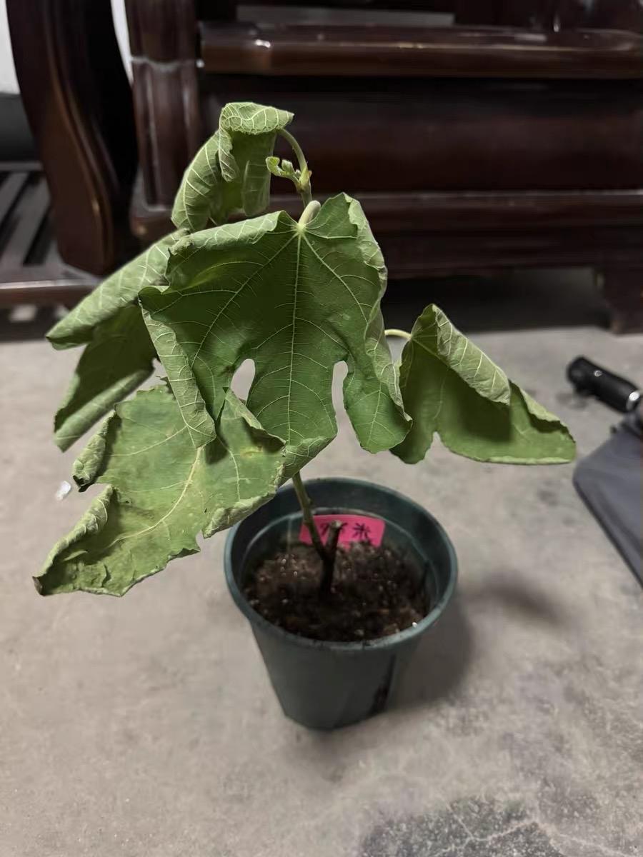 现在卖无花果苗子没售后，那可不就是耍流氓嘛！就像我之前买了一批苗子，商家拍着胸脯