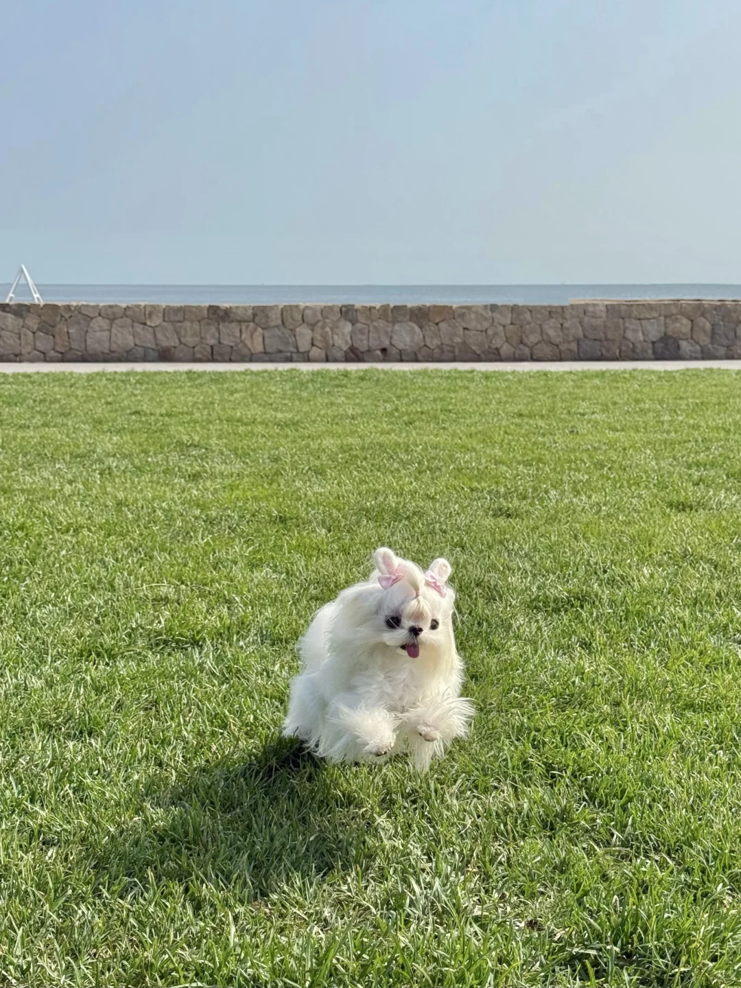 快乐小狗没烦恼最近换季啦~🐰