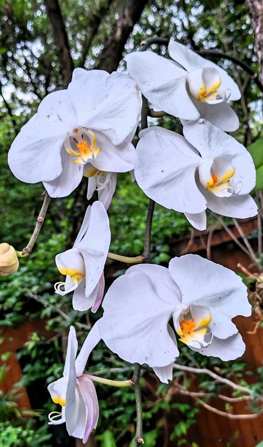 听说你们都是赏花高手，

下面两种白色的花朵，

哪一种才是你们心中💐？

猜