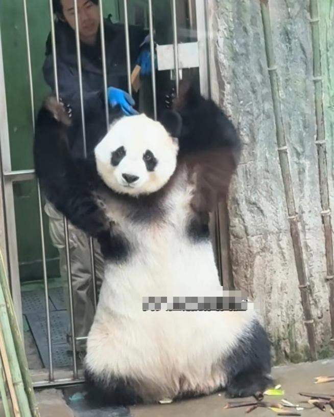 小白天好搞笑呀，又在铁门外面摆好姿势想让面面奶爸给它按摩，面面奶爸左手拿着一块窝