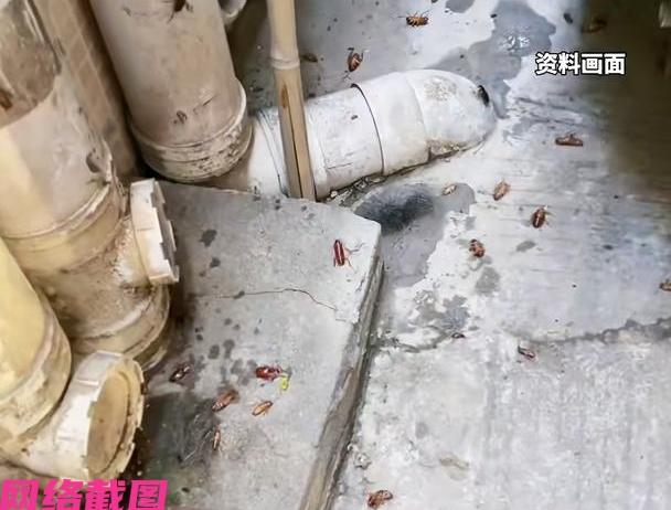 广东韶关某小区只要住户早上出门，这脚下几乎踩下去全是蟑螂，可想而知有多少蟑螂出没